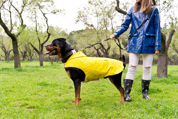 Side view of rottweiler with leash in alert position on park. Horizontal view of unrecognizable woman walking dog wearing raincoat. Animals and people concept.