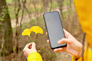 Close up of unrecognizable woman scanning yellow leaves with smartphone. Horizontal rear view of woman taking a photo with white phone screen mockup to autumn leaves. Technology and nature concept.