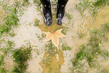 Top cropped view of maple tree leaf sink on muddy pond. Horizontal high angle view of woman with fallen leaf isolated on rainy puddle. Nature and people backgrounds.