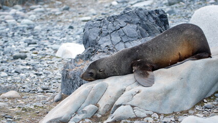 Antarctic fur seal (Arctocephalus gazella) on a rock on Half Moon Island in Antarctica