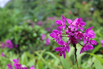flowers in the garden