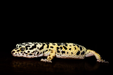 leopard gecko isolated on black background