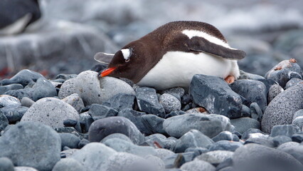 Fototapeta premium Gentoo penguin (Pygoscelis papua) lying on the rocks on Half Moon Island in Antarctica