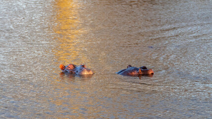 Two hippos [hippopotamus amphibius] during golden hour in a lake in southern Africa