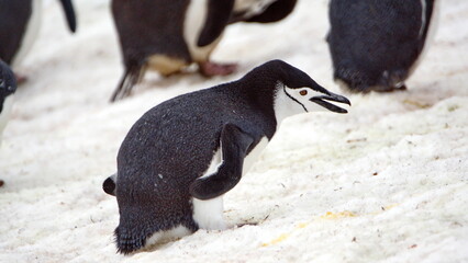 Chinstrap penguin (Pygoscelis antarcticus) in the snow on Half Moon Island in Antarctica