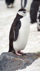 Naklejka premium Chinstrap penguin (Pygoscelis antarcticus) in the snow on Half Moon Island in Antarctica