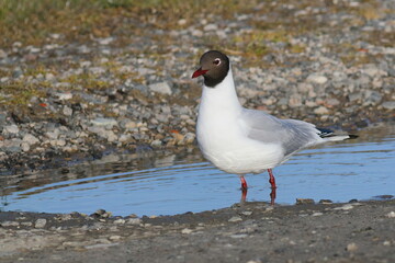 black-headed gull in a puddle of water