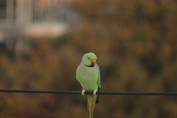 Green ring necked Parrot