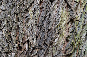 Background from old wood bark. Black locust, Robinia pseudoacacia.
