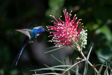 The swallow-tailed hummingbird feeding into the vibrant Grevillea superb flower. Species Eupetomena macroura also know as beija-flor tesoura. Birdwatching. Birding. © Fernando Calmon