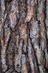 Background from old wood bark. Pinus sylvestris, Scotch pine, Baltic pine, Scots pine.
