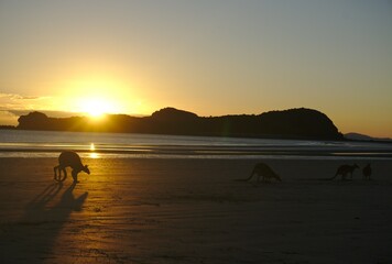 Kangaroo jumping on the beach during sunrise