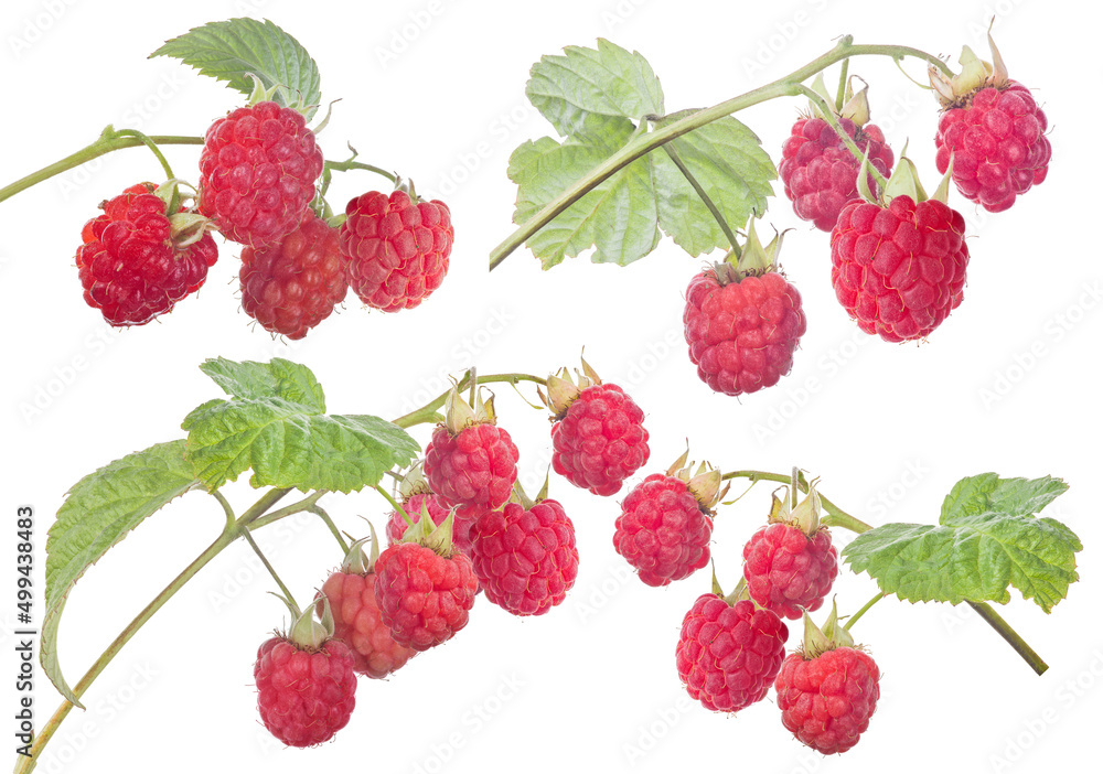 Wall mural four red ripe raspberry branches with green leaves