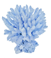 pure blue isolated large coral
