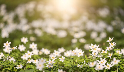 group of small anemone white flowers on forest clearing