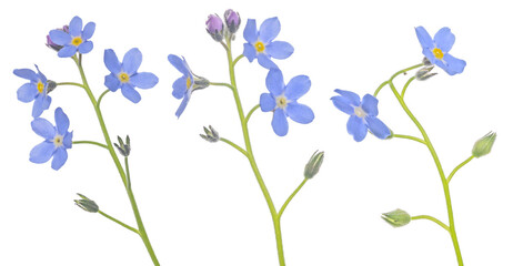 three light blue forget-me-not flowers set