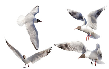 four black-head isolated white seagulls photo