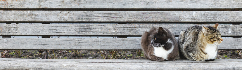 Two cats sit on the bench outdoors, pets togetherness.