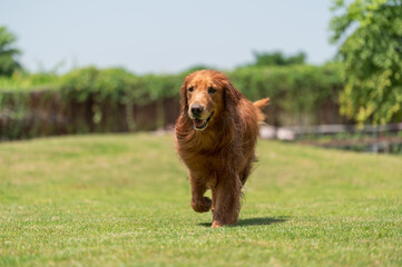 Obraz premium golden retriever running on grass