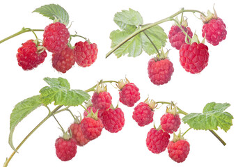 four red ripe raspberry branches with green leaves