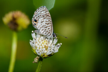Cassius blue Butterfly (Leptotes cassius) Feeding on a Snow squarestem (Melanthera nivea) Bloom