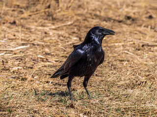 Black crow is standing on the grass.