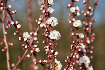 Beautiful white apricot tree blossoms in a spring garden. Apricot tree in bloom