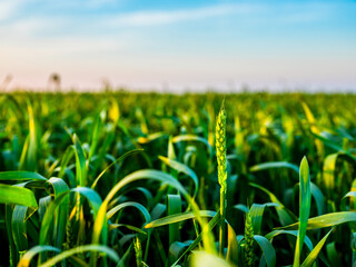 Green wheat field at agricultural farm. Agriculture landscape
