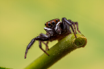 Close up jumping spiders on the wall