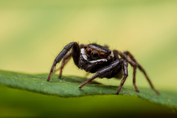 Fototapeta premium Close up jumping spiders on the wall