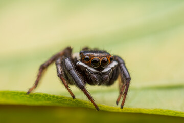 Close up jumping spiders on the wall