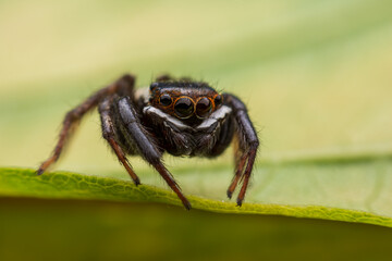 Close up jumping spiders on the wall