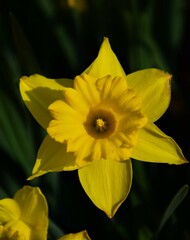 yellow daffodil flower