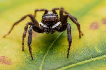 Close up jumping spiders on the wall