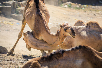 Big Group of African Camels on the Animal Market in Keren, Eritrea