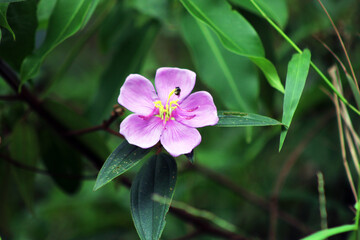 A Pink flower with green backgroud grows in the garden.High quality photo.