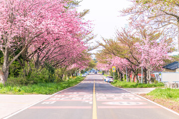 Fototapeta premium 겹벚꽃