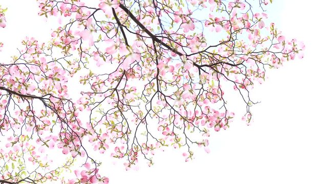 おだやかな晴れ間と透過光が美しいハナミズキの花