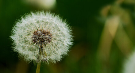 Closeup photo of a white dandelion.
