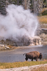 Bison in front of erupting geyser, Yellowstone