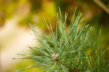 Fir tree branch close-up on defocused green background