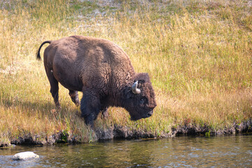 Bison at the yellowstone river