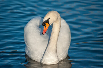 swan on the lake © Markus