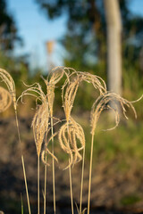 Close up of a grass