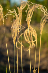 Ears of wheat in the field