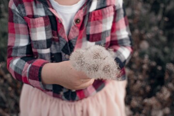 Bouquet of dandelions in the hands of a child in a pink checkered shirt and pink skirt on a background of the field