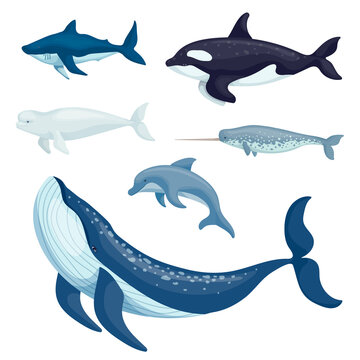 Set of marine mammals, predatory fish.Cartoon vector graphics.