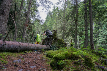 Obraz premium hikers with backpacks on a trail in the spruce forest