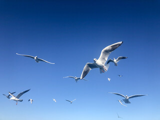 flock of white seagull birds flying in beautiful blue sky with copy space