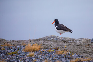 Eurasian oystercatcher (Haematopus ostralegus) also known as the common pied oystercatcher, or...